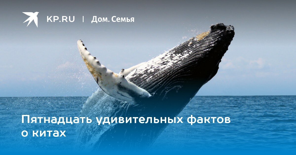 горбатый кит фото