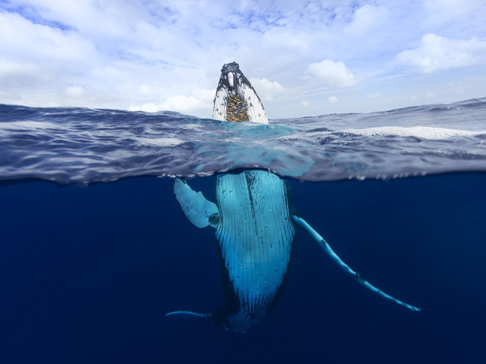 горбатый кит national geographic фото