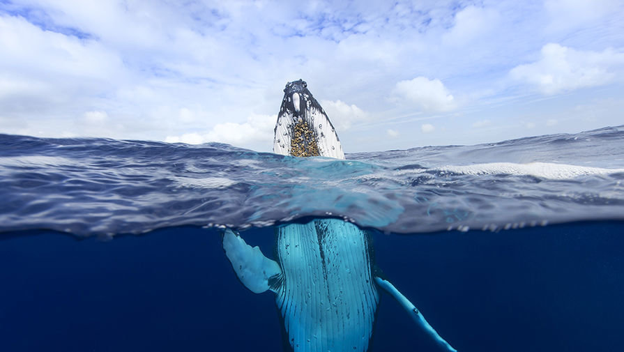 горбатый кит national geographic фото