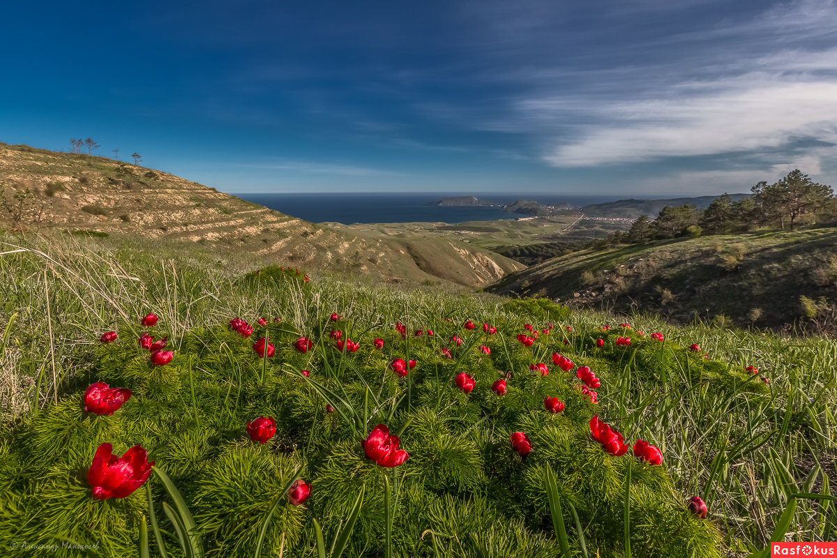 горные пионы в крыму фото