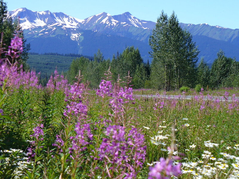 горные цветы обои фото