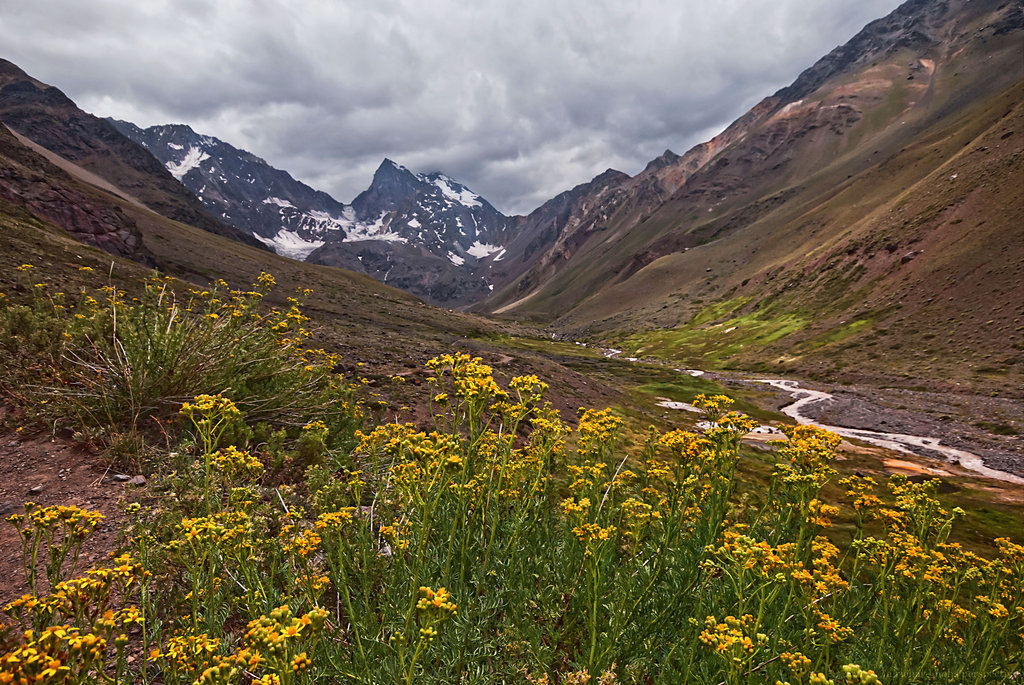 горные цветы узбекистана фото