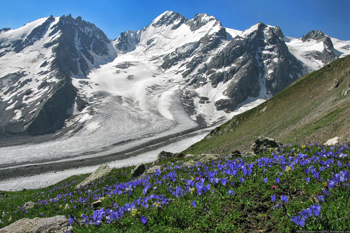 горный алтай альпийские луга фото
