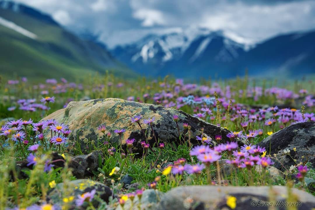 горный алтай пейзажи с цветами фото