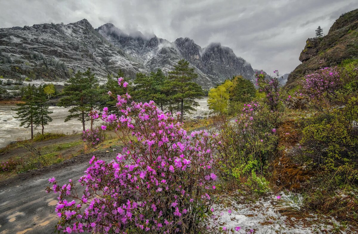 горный алтай цветение маральника фото