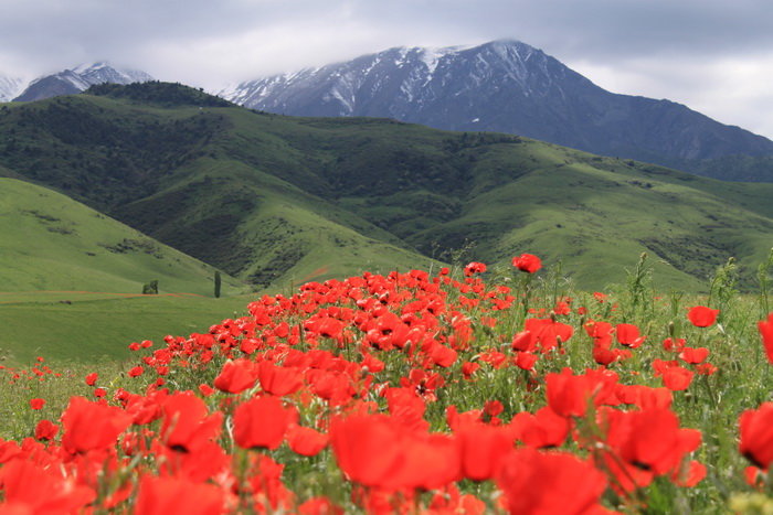 горы и маки в кыргызстане фото