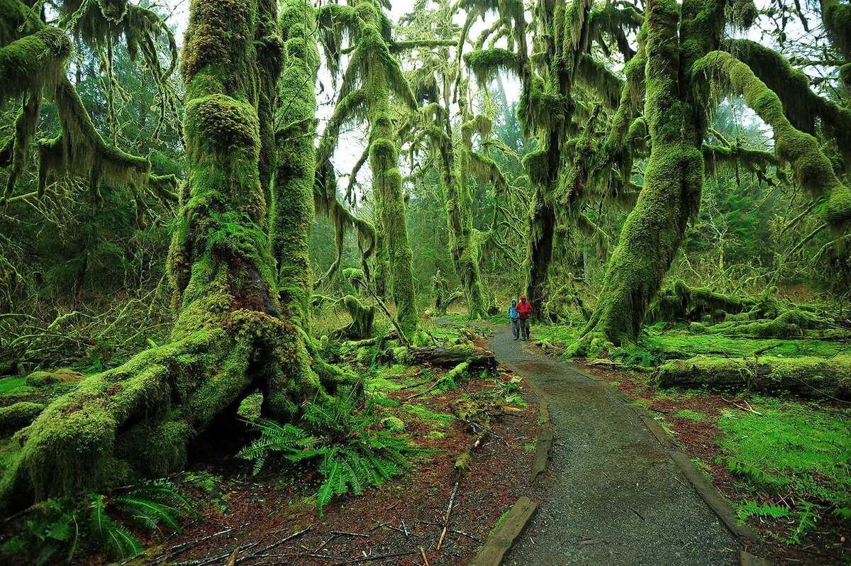 hoh rain forest фото
