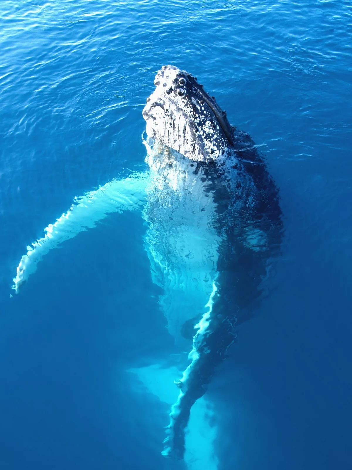 humpback whale фото