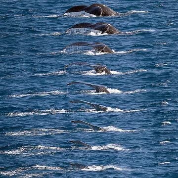 humpback whale фото