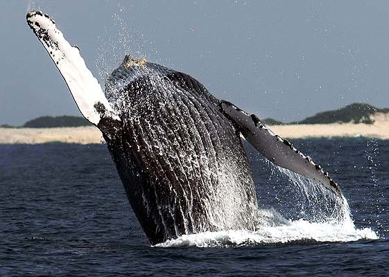 humpback whale фото