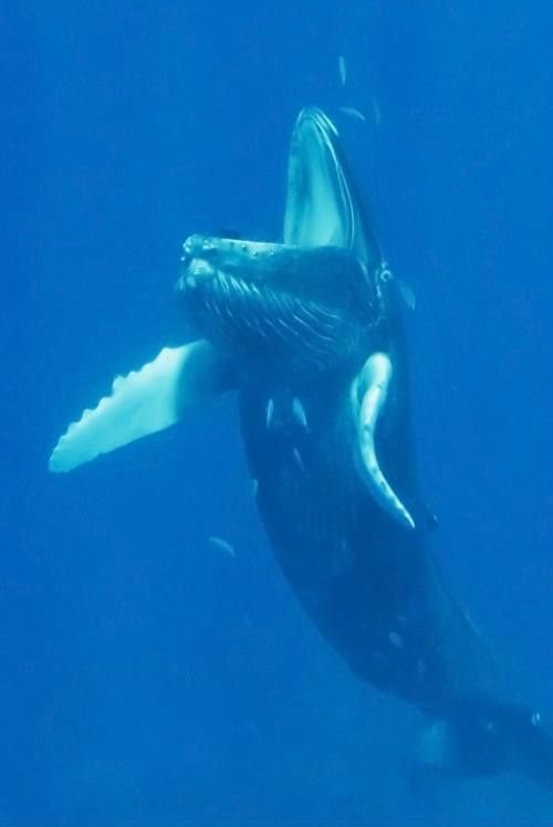 humpback whale фото