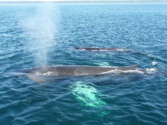 humpback whale фото