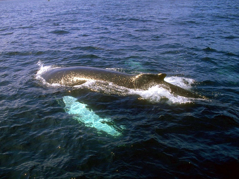 humpback whale фото