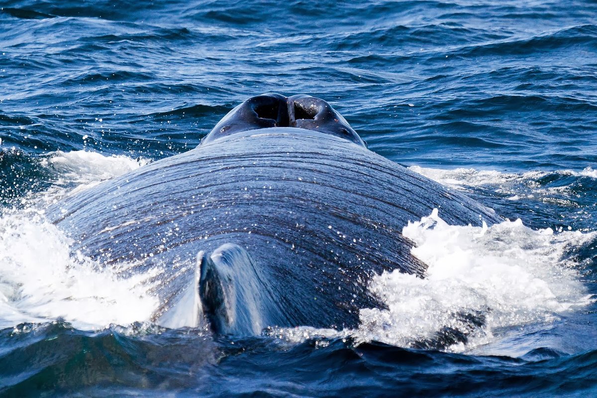 humpback whale фото