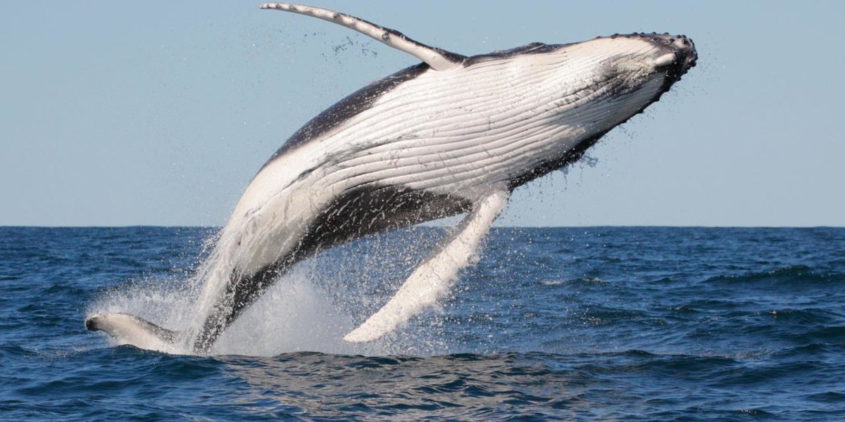 humpback whale фото