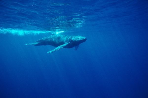 humpback whale фото