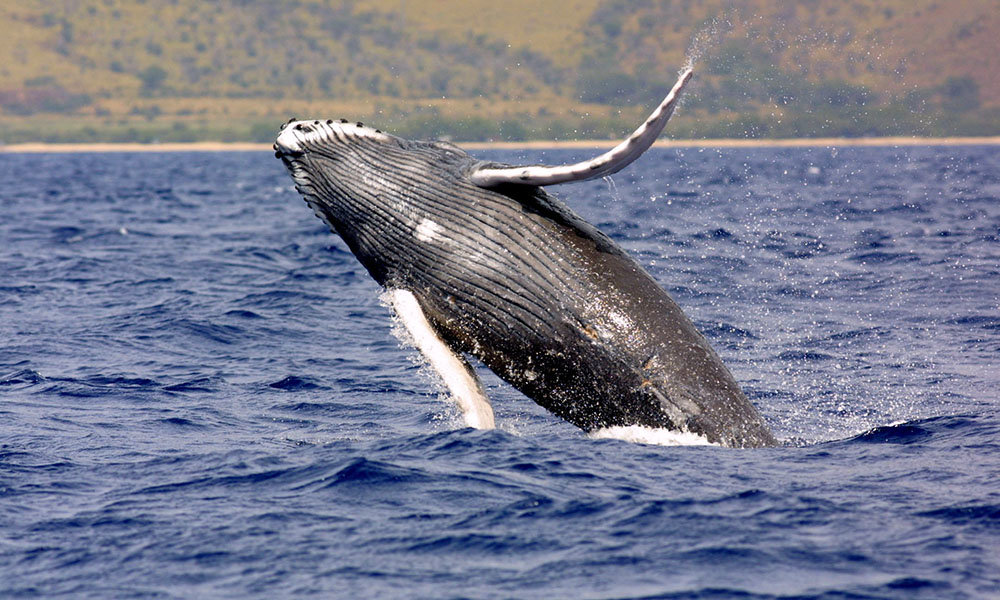 humpback whale фото