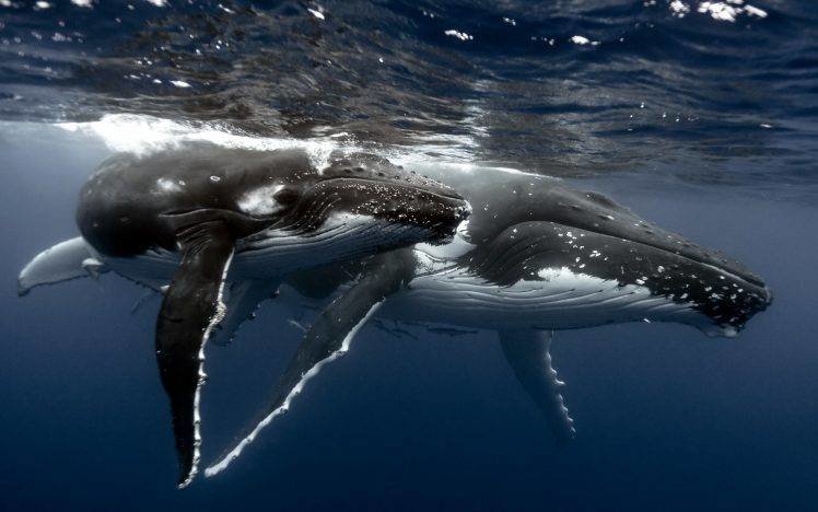 humpback whale фото