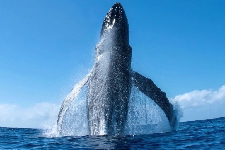 humpback whale фото