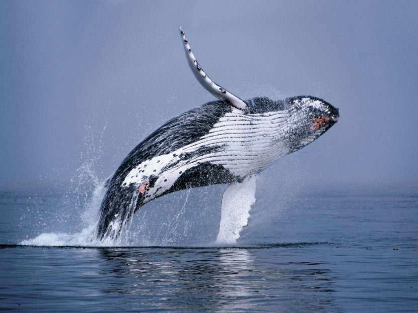 humpback whale фото