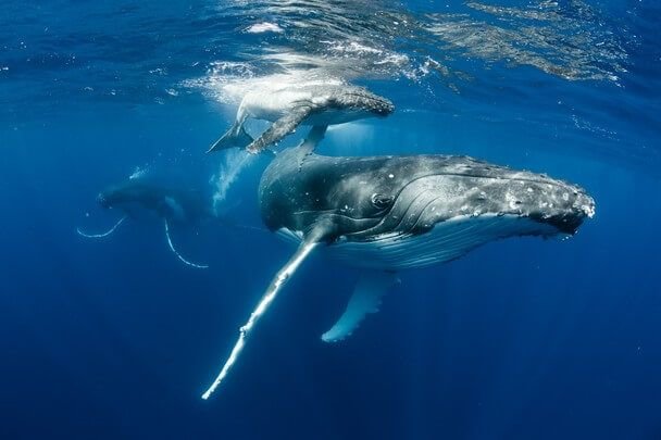 humpback whale фото