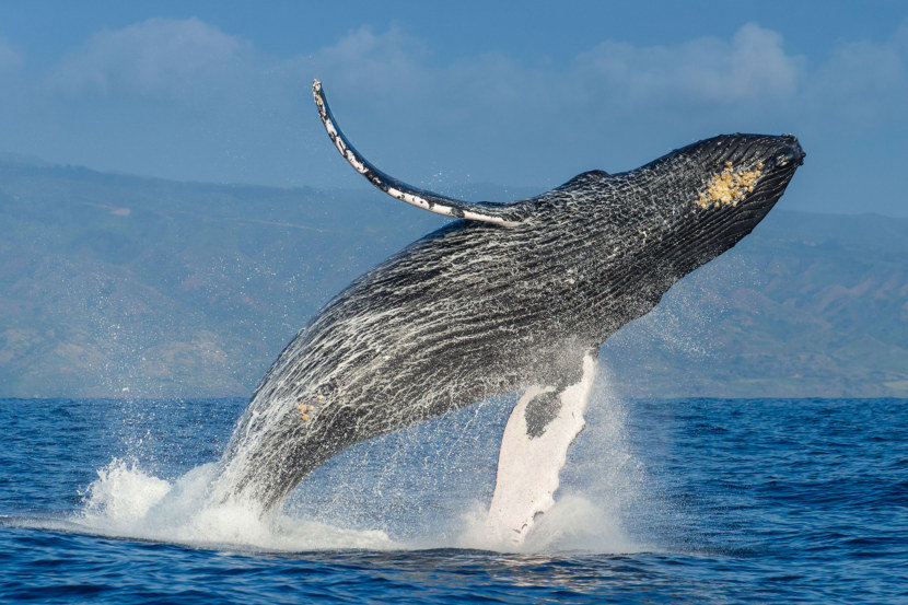 humpback whale фото