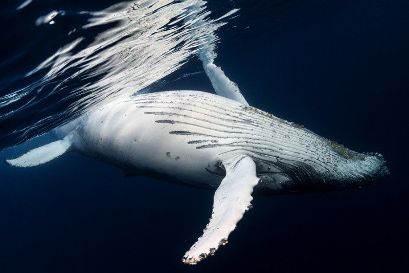 humpback whale фото