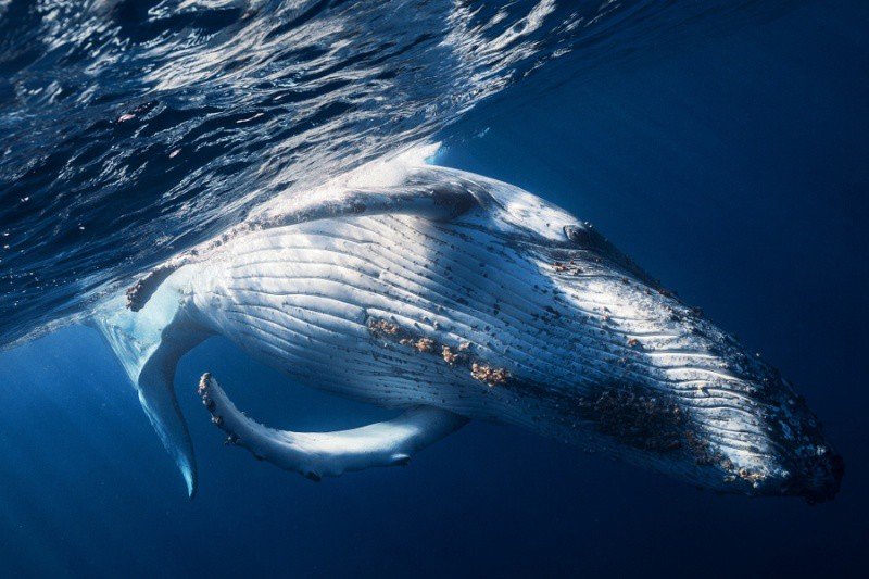humpback whale фото