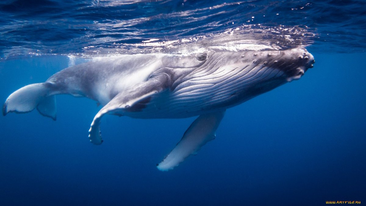 humpback whale фото