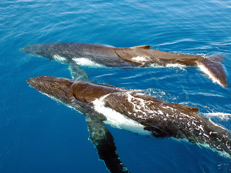 humpback whale фото