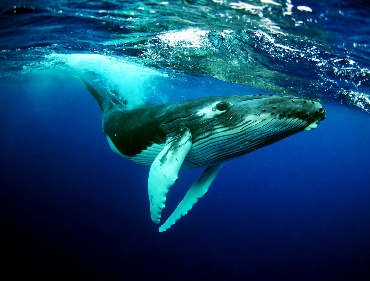 humpback whale фото