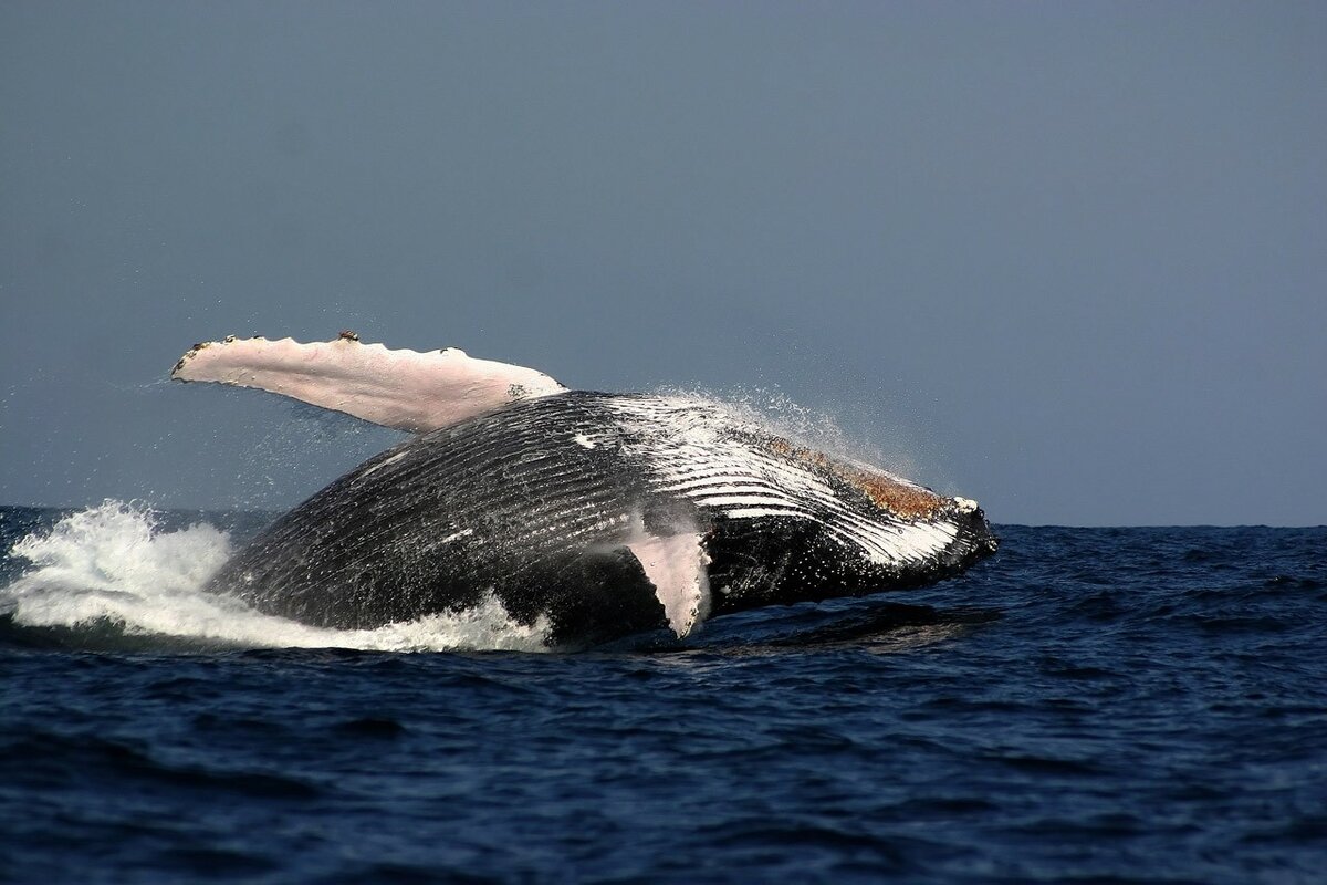 humpback whale фото