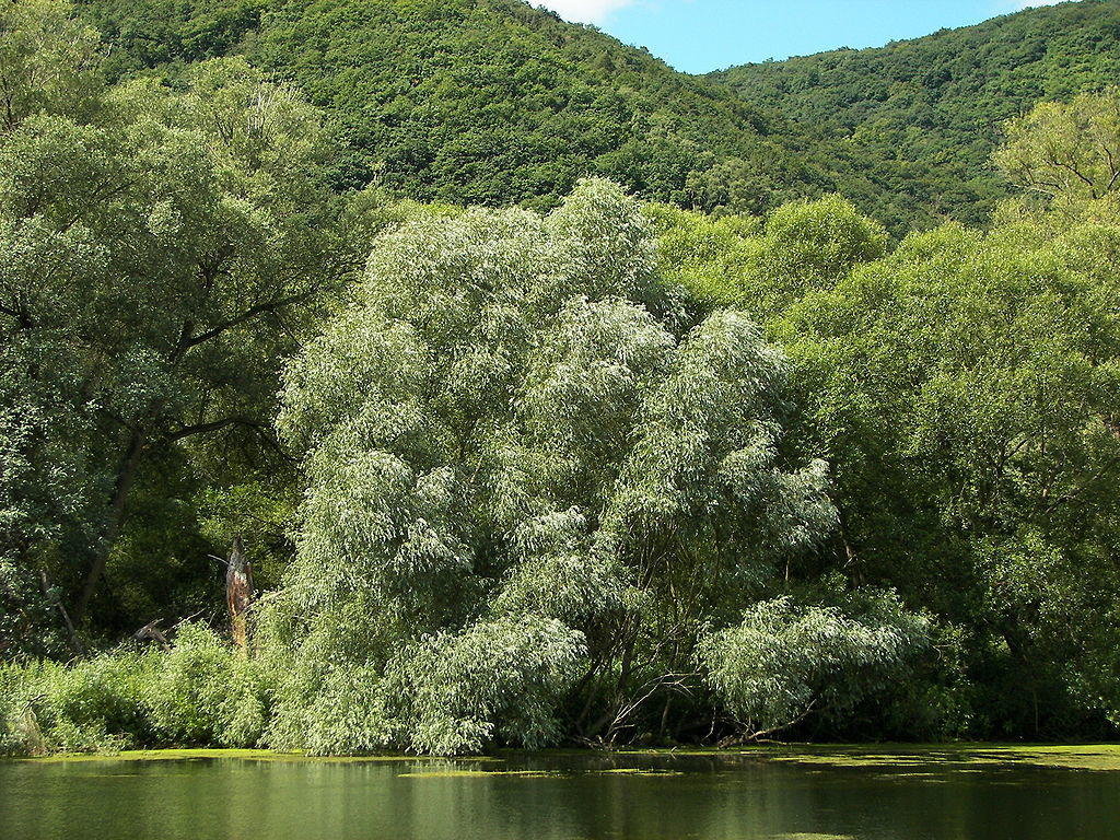 ива белая (salix alba) фото