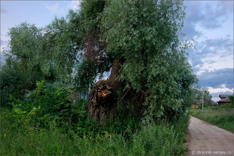 ива волгоградской области фото