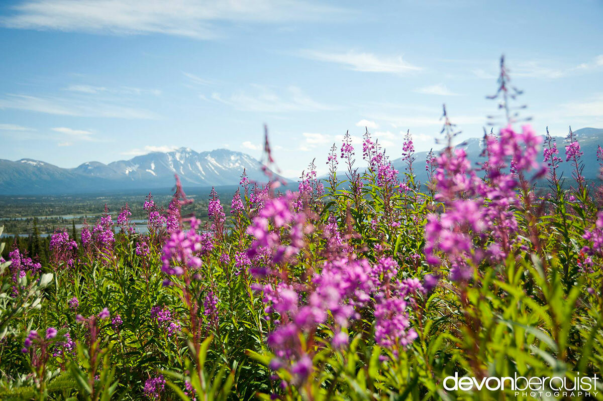 иван чай фото