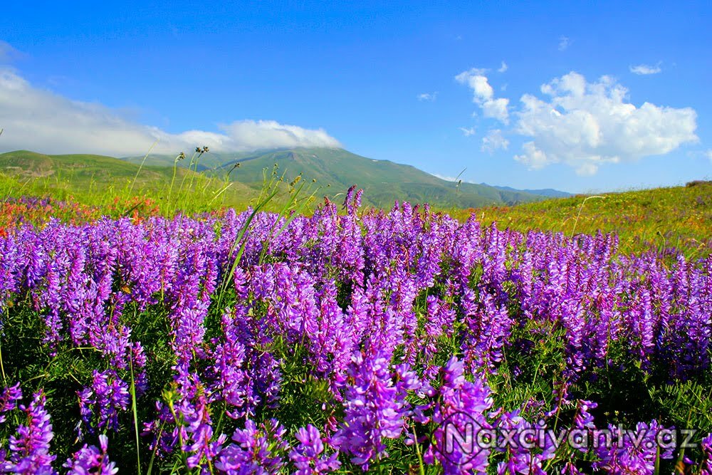 иван чай камчатский фото