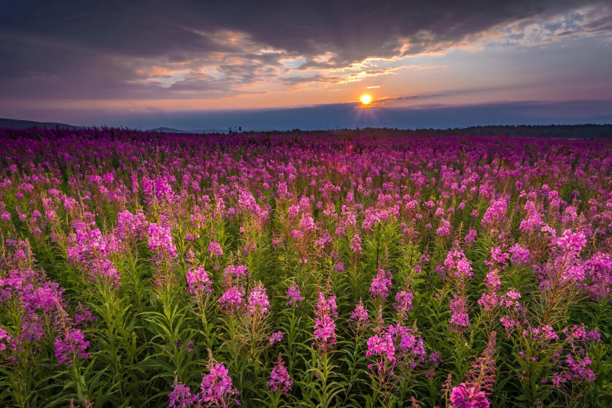 иван чай поле фото