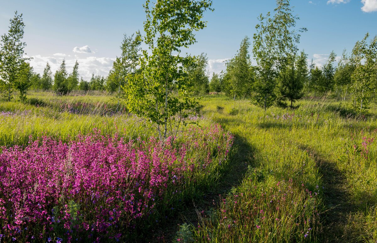 иванчай забайкалье фото
