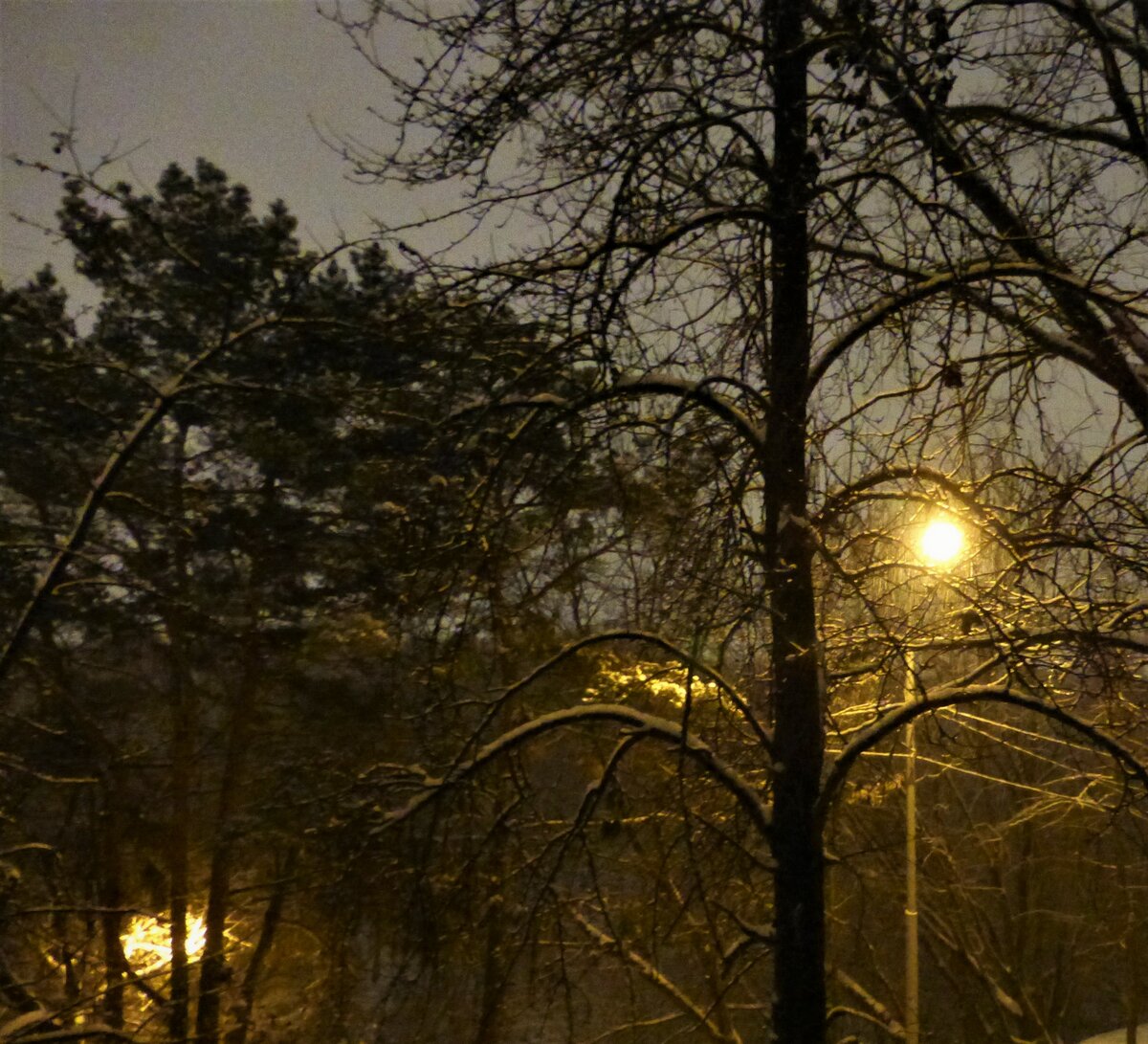 картинка деревья фонари зима фото
