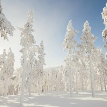 картинка крайнего севера лес зима фото