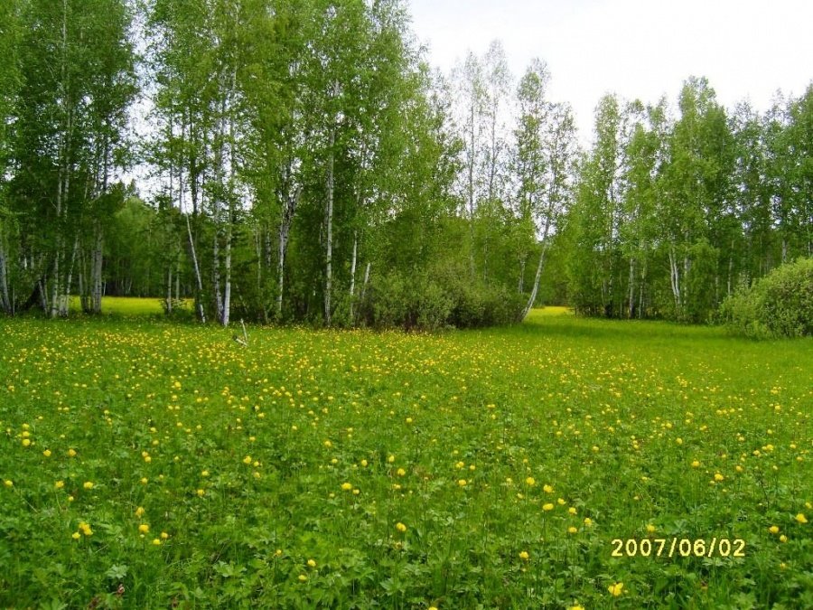 картинка лесная полянка фото