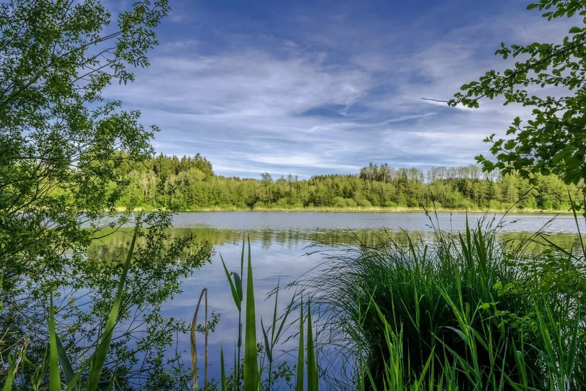 картинка поле лес и речка фото