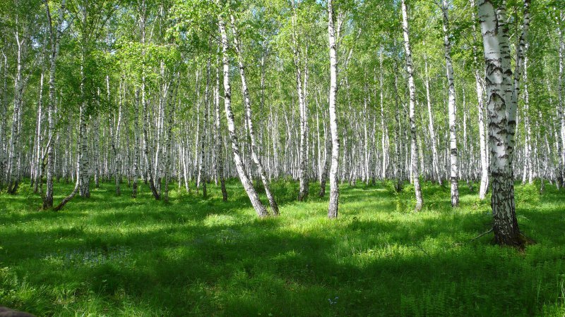картинки берёзовая роща лето фото
