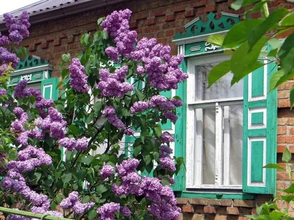 картинки домики сирень фото