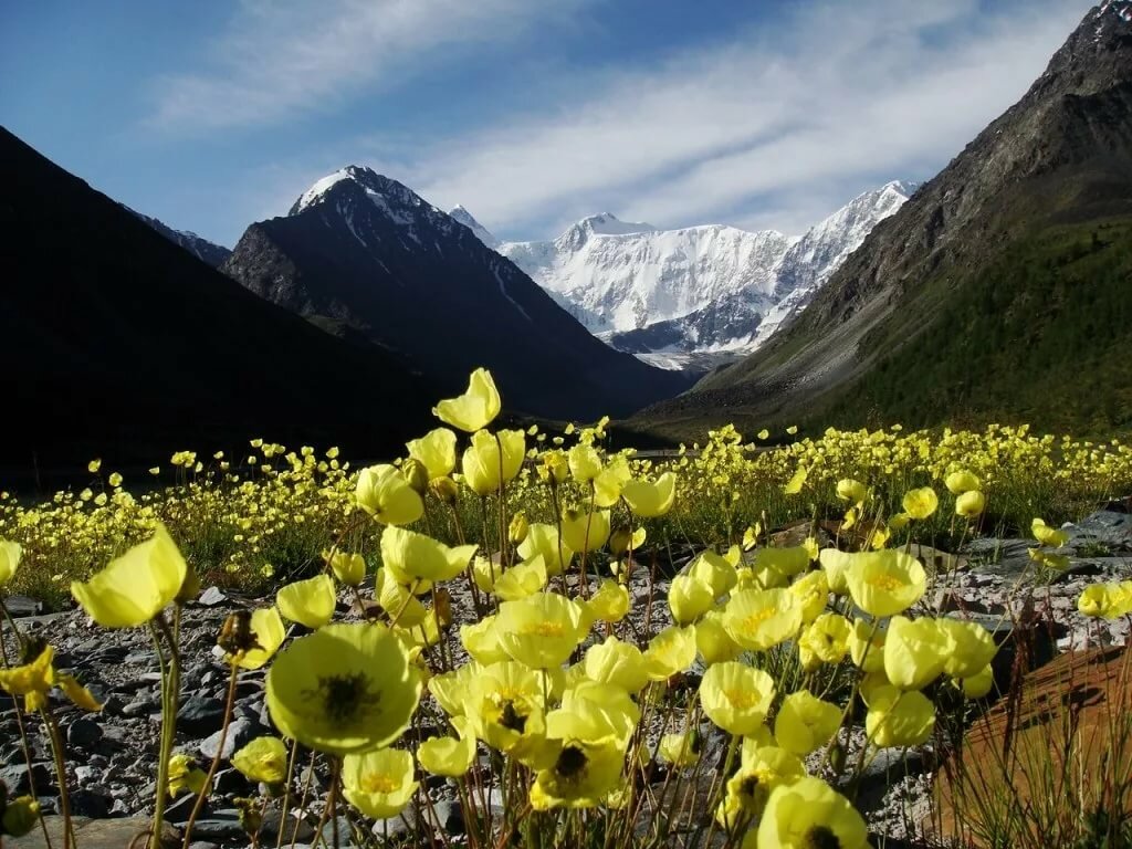 картинки горного алтая весной фото