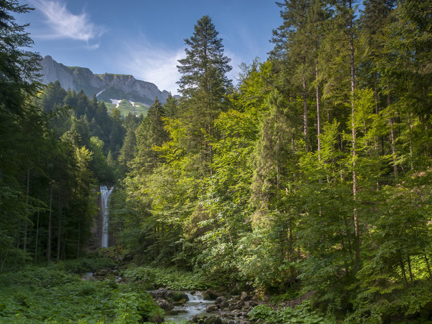 картинки горный лес фото