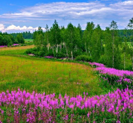 картинки иван-чай на лугу фото