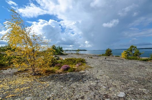 картинки карелия ладожское озеро сосна фото