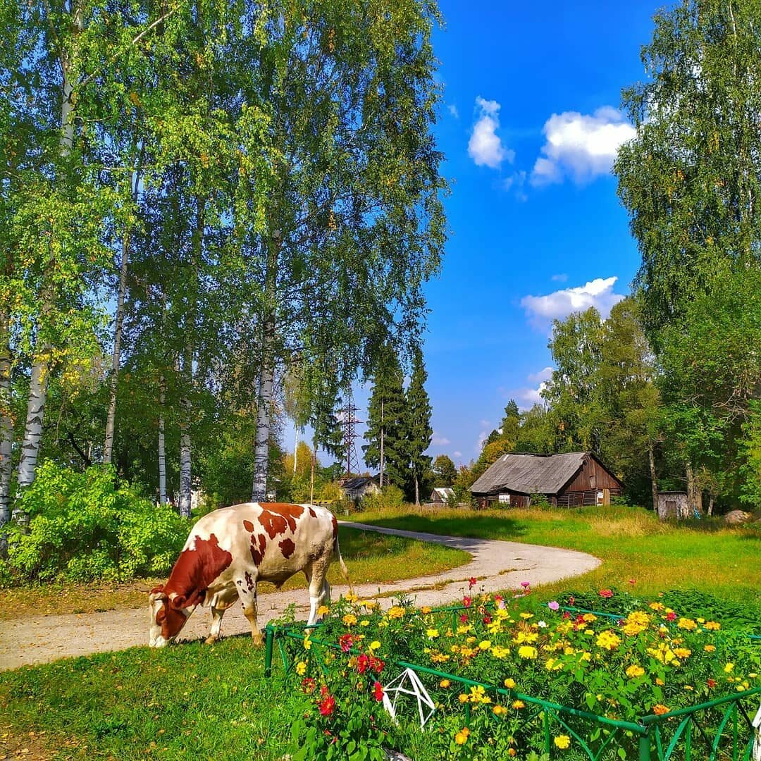 картинки коровы на лугу фото
