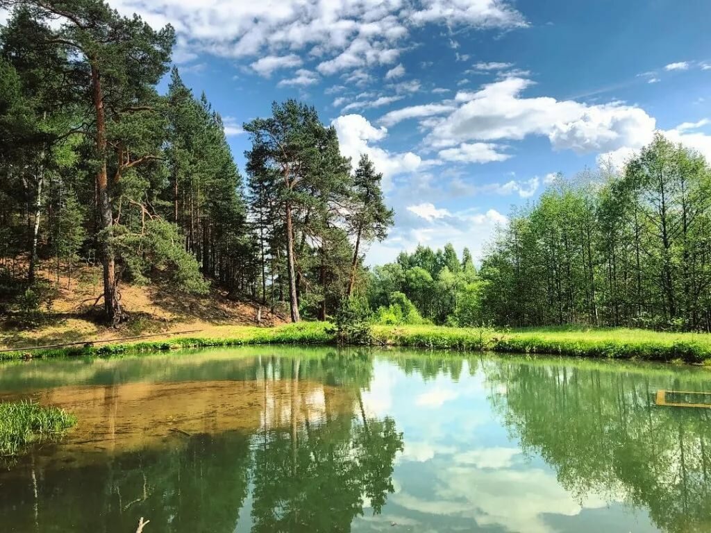 картинки леса и реки фото
